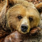Новичок на медвежьем рынке: как себя обезопасить?