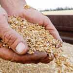 Мировое сообщество призвало Россию вернуться к зерновой сделке