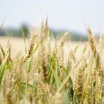Зерновой союз бьет тревогу: до 30% посевов озимых культур повреждены из-за заморозков