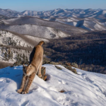 Российский фотограф стал победителем Wildlife Photographer of the Year