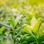 Новые туристические маршруты по адыгской культуре появятся в Сочи этим летом Новые туристические маршруты по адыгской культуре появятся в Сочи этим летом