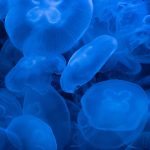 Правительство поручило разработать план добычи медуз в Азовском море Правительство поручило разработать план добычи медуз в Азовском море